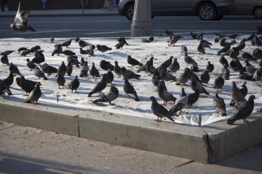 Yan taraftaki güvercin sürüsü. Bulanık güvercin grubu yemek için kavga ediyor, Devlet Camii'ndeki tapınağın yakınında güvercinlerle boğuştu