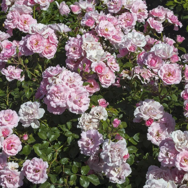 Dogrose Bush met tedere bloemen bloeien en ruikt zoet in de zomerdag — Stockfoto