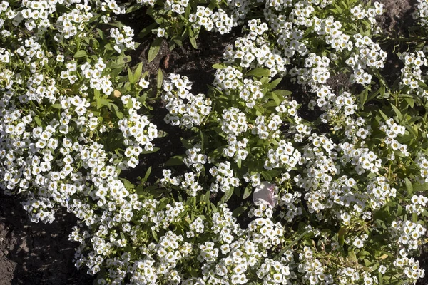 Alyssum low growing annual flowering plants with very branched stems containing dense clusters of small sweet smelling — Stock Photo, Image