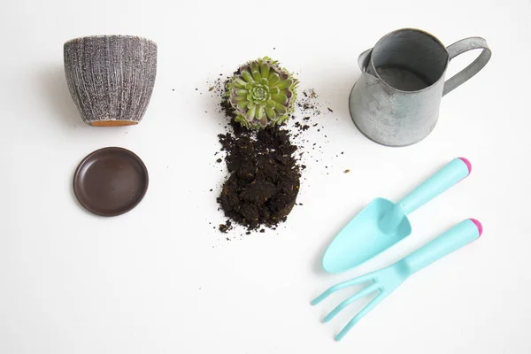 the Succulent with soil and gardening tools on table