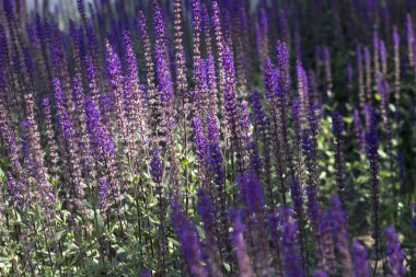 Summer Flowering Wood sage 'May Night' (Salvia x sylvestris 'Mainacht') Growing in a Herbaceous Border in a Country Cottage Garden in Rural Devon, clipart