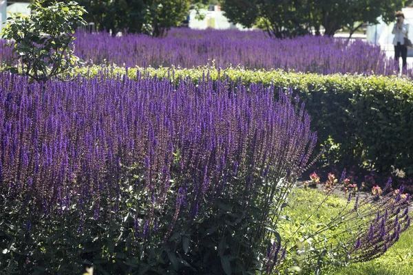 Nyári virágzás fa zsálya "május éjszakája" (Salvia x sylvestris ' Mainacht ') egy lágyszárú határban növő vidéki házikó kert vidéken Devon, — Stock Fotó