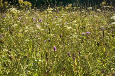Güneşli havalarda yabani çim çayır