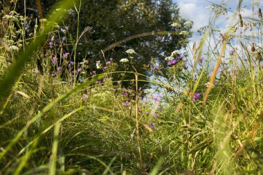 Güneşli havalarda yabani çim çayır