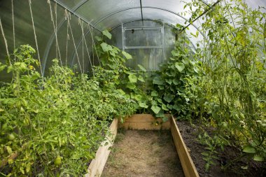 yetişkin domates, salatalık ve tatlı biber ile bir bahçede küçük bir sera. Sağlıklı gıda ve eko ürünlerin döllenme