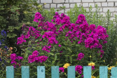 Purple phlox in front garden behind a fence in a Russian village clipart