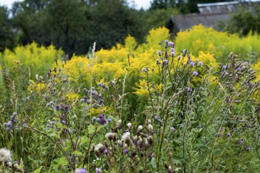 Güneşli havalarda yabani çim çayır