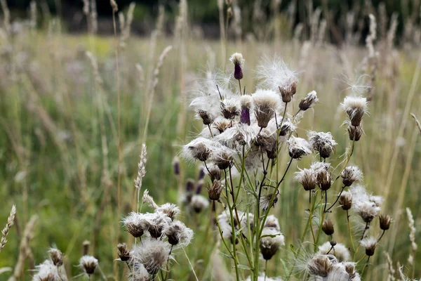 The wild grass meadow in sunny weather — Stock Photo, Image