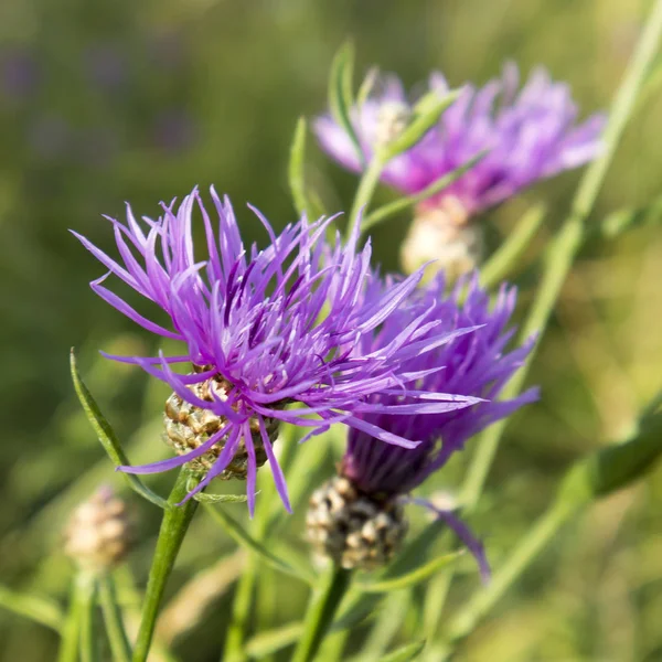 Arctium lappa, commonly called greater burdock, lappa, beggar's buttons, thorny burr, or happy major is Eurasian species of plants in Aster family, cultivated in gardens for its root used as vegetable — Stock Photo, Image