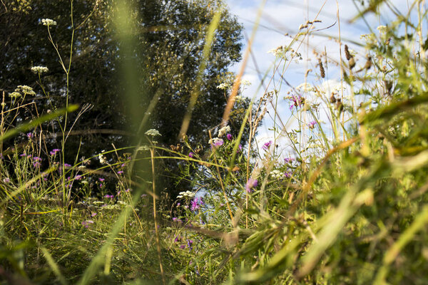 The wild grass meadow in sunny weather
