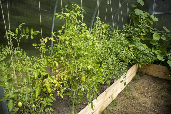 Kleines Gewächshaus im Garten mit den erwachsenen Tomaten, Gurken und Paprika. Konzeption von gesunder Ernährung und Ökoprodukten — Stockfoto