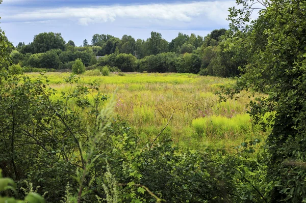 La prairie d'herbe sauvage par temps ensoleillé — Photo