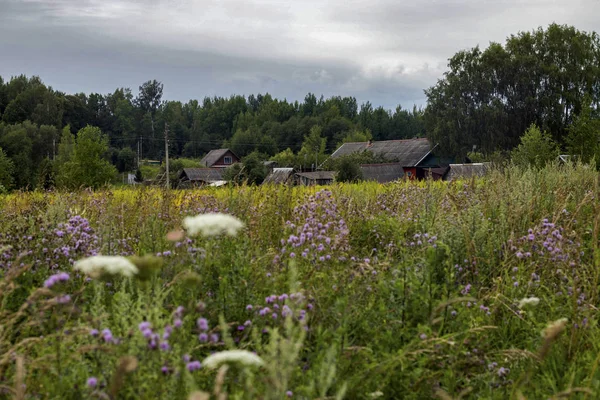 Луг дикой травы в солнечную погоду — стоковое фото