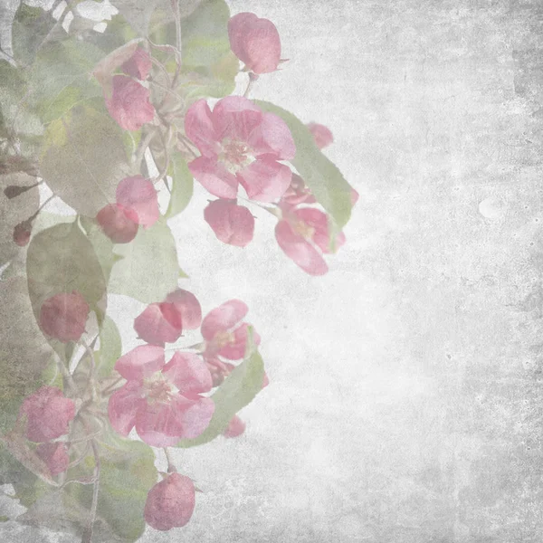 Квіти Яблуня з Nedzvetsky (Яблуня niedzwetzkyana Dieck) — стокове фото