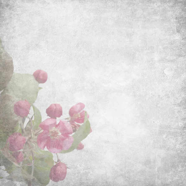 Květy jabloní (Malus niedzwetzkyana Dieck Nedzvetsky) — Stock fotografie