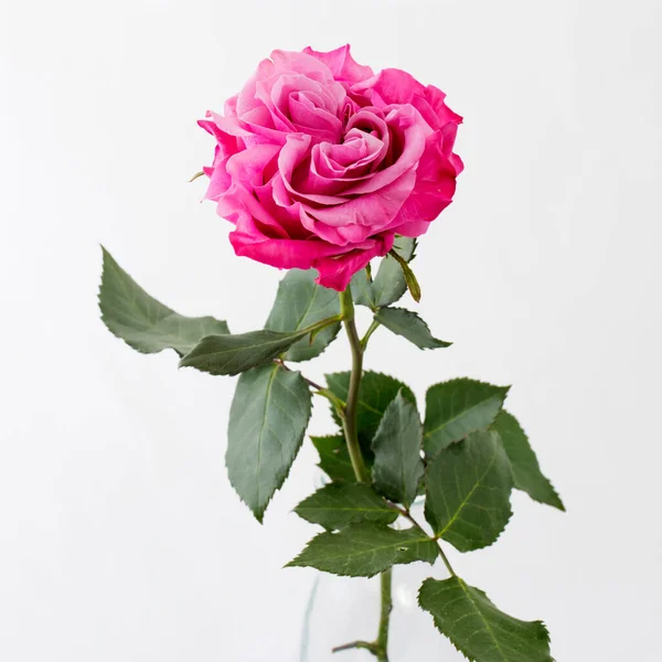 Une Rose Sur Fond Blanc Espace Copie — Photo