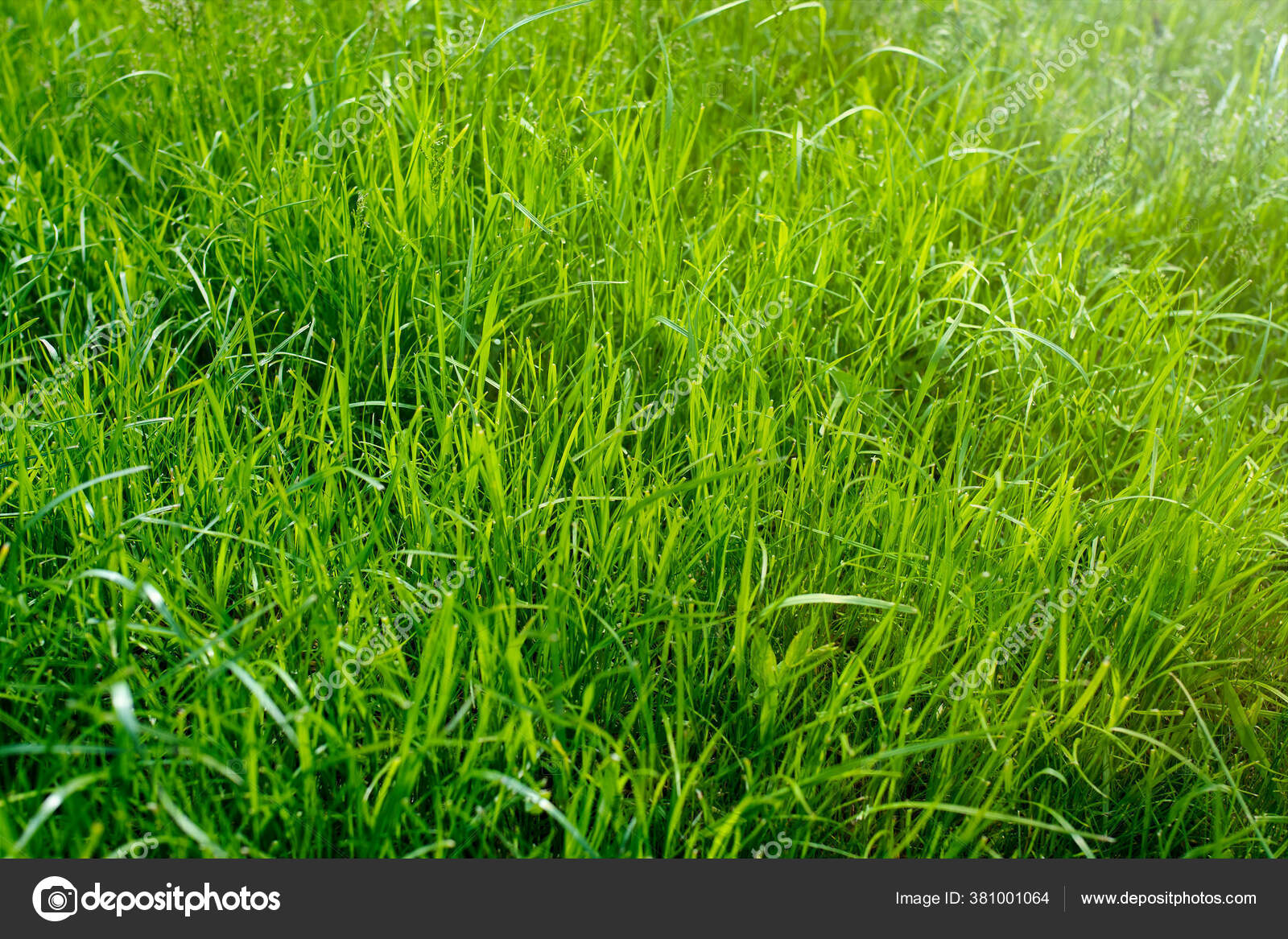 長い新鮮な緑の草のテクスチャ草の庭の背景ビュー緑の床を作るために使用される理想的なコンセプト サッカーピッチを訓練するための芝生 草 のゴルフコース緑の芝生のパターンテクスチャ背景 ストック写真 C Elenarostunova
