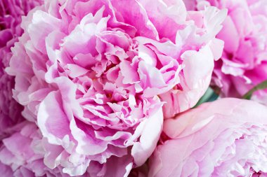 Pembe şakayıklar yakın plan, Anneler Günü için bahar çiçekleri. Düğün organizasyonları ve diğer tatiller. Düz yatıyordu.