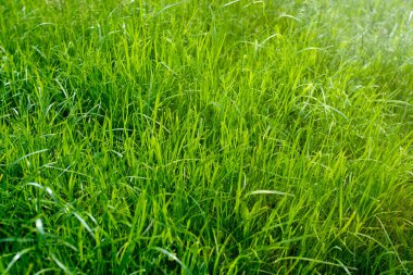Yeşil zemin yapmak için kullanılan çimlerin arka plan görüntüsü, futbol sahası için çimen, yeşil çimen desenli çimen desenli arka plan.