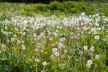 Karahindiba tarlası. Doğa geçmişi. Yeşil çimlerde tohumları olan beyaz karahindibalar. Kel ve solgun