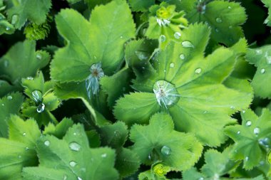 Baharda büyük yağmur damlalarıyla birlikte yeşil yapraklar. Bahar arkaplanı