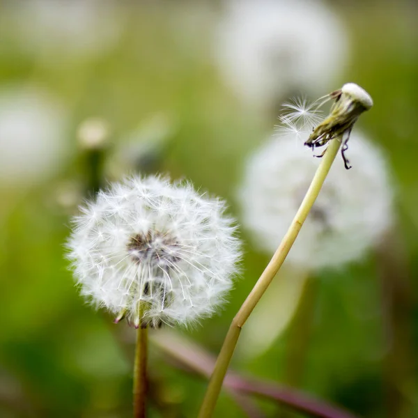 Maskrosor Fält Naturbakgrund Vita Maskrosor Med Frön Grön Gräsmatta Skallig — Stockfoto