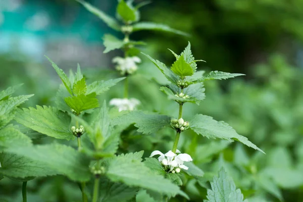 White Dead Nettle Lamium Album Weed Blooming Close Selective Focus — Stock Photo, Image