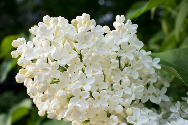 Beautiful White Lilac Flowers Spring Blossom Blooming Lilac Bush Tender — Stock Photo, Image