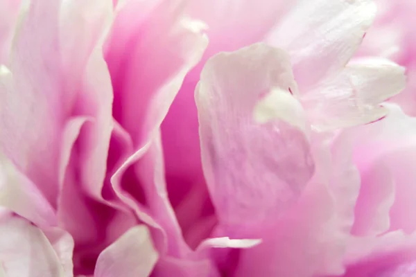 Peônias Rosa Buquê Closeup Flores Primavera Para Dia Das Mães — Fotografia de Stock