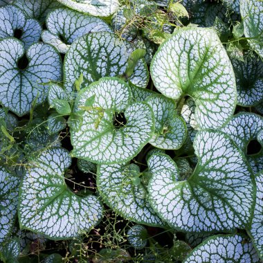 Heartleaf brunnera (ikili isim: Brunnera makrophylla), bir bahar bahçesinde (İsviçreli botanikçi Samuel Brunner 'ın onuruna) Sibirya böceği parlatıcısı olarak da bilinir. )