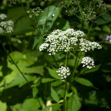 Saha büyüğü, otçu, piskopos otu, gut otu, gut otu. Kare biçimi
