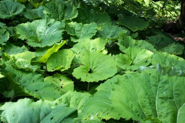 Petasite japonicus, Butbur olarak da bilinir, dev Butbur, Great Butbur ve Sweet Coltsfoot, uzun ömürlü bir bitkidir.