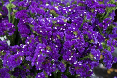 Marsh Rosemary, Sea Lavender veya Statice çiçek arka planı. (Bilimsel adı - Limonyum sinuatum) Arka plan