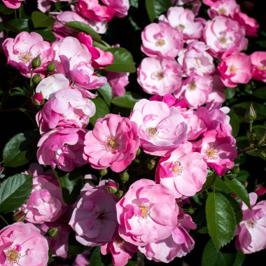 Melez pembe çay gülleri İlkbaharda bahçede açan güzel çiçekler