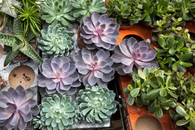 Çiçekçide farklı tipte sulu tencereler. Columbia çiçek pazarı