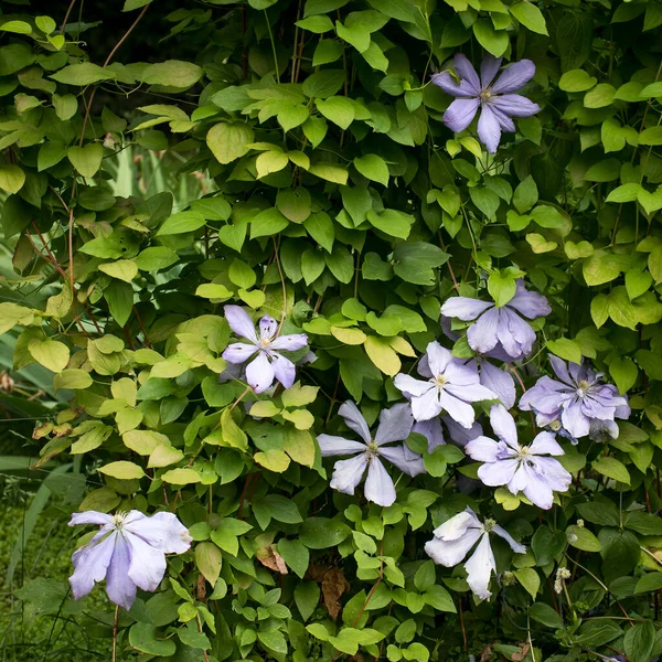 Krásná Horolezecká Rostlina Clematis Bush Lilac Clematis Flower Zblízka Clematis — Stock fotografie