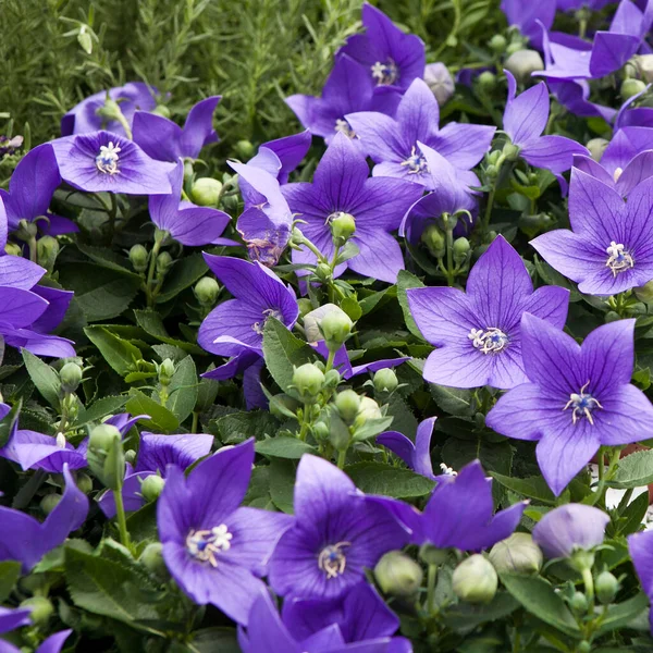 Campanula Persicifolia Bellflower Peach Leaves Campanula Persian Stick Jacob Purple — Stock Photo, Image