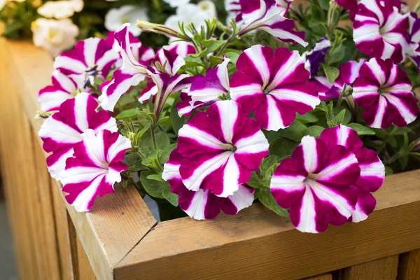 Diseño Jardín Vintage Rural Exuberante Florecimiento Colorido Jardín Común Petunias — Foto de Stock