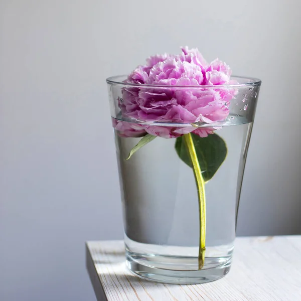 Pink peony in a glass vase against the background of a gray wall on a beige wooden table. Square format. Space for text