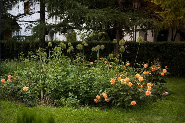 Rosas Híbridas Naranja Primavera Hermosas Flores Florecientes Jardín —  Fotos de Stock