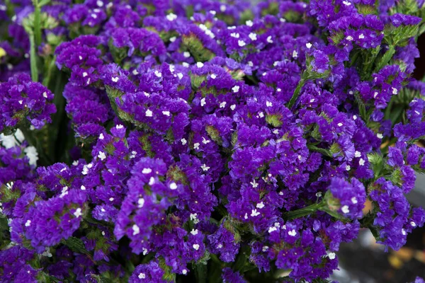 Marsh Rosemary Sea Lavender Statice Fondo Flores Nombre Científico Limonium — Foto de Stock