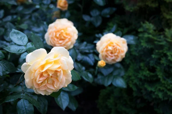 Melez Portakallı Çay Gülleri Lkbaharda Bahçede Çiçek Açan Güzel Çiçekler — Stok fotoğraf