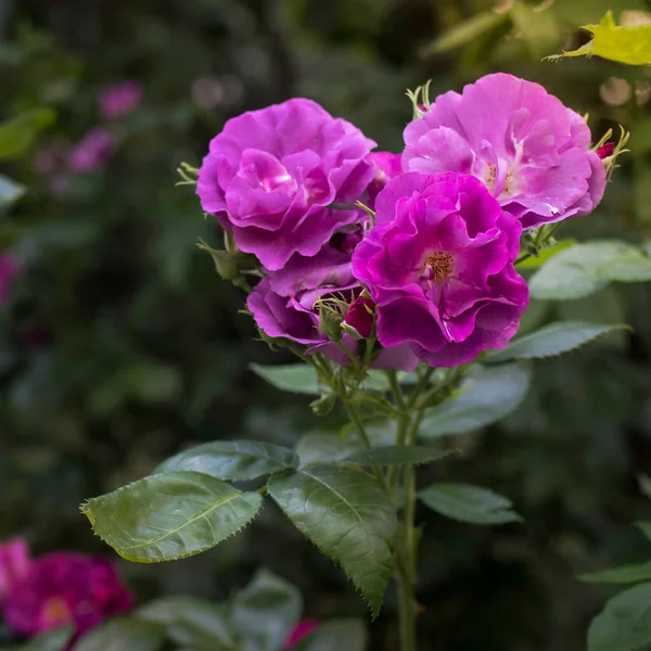 Hybrid Rosa Rosor Våren Vackra Blommande Blommor Trädgården — Stockfoto