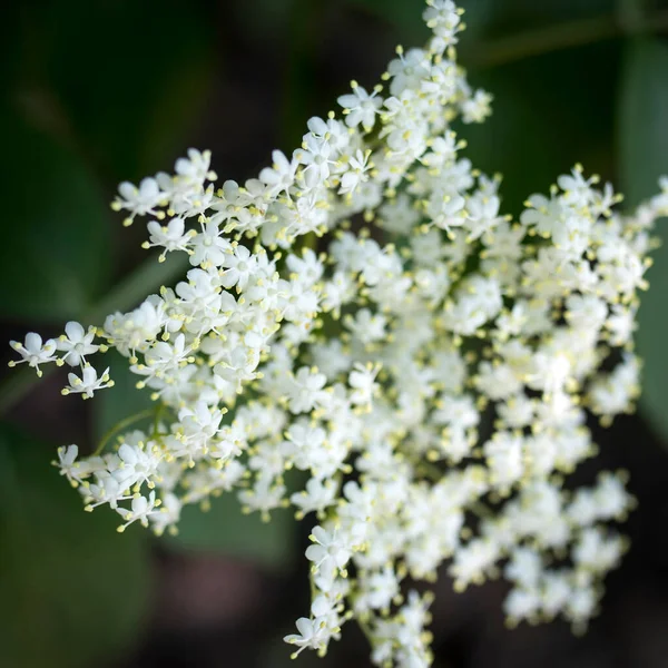 Blooming Elderflower Garden Sambucus Nigra Common Names Elder Elderberry Black — Stock Photo, Image