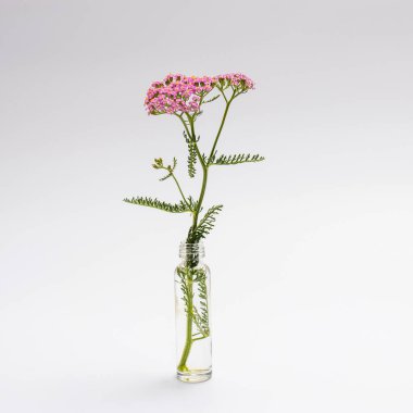 Yarrow. Beyaz zemin üzerinde pembe infloresans bitkisi (Achillea millefolium)