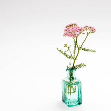 Yarrow. Beyaz zemin üzerinde pembe infloresans bitkisi (Achillea millefolium)