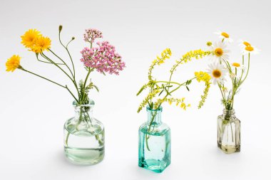 Beyaz arka planda küçük bir eczane şişesinde bir buket yabani papatya. Tebrik kartı