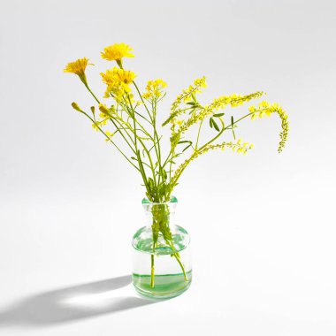 Lathyrus pratensis veya çayır veçelemesi, çayır bezelyesi. Beyazda izole edilmiş.