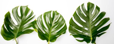 Doğal yeşil canavar beyaz soyut arka planda sınır çerçevesini izole eder. Mesaj için yer var. Tropik yaz konsepti. Üç Tropik Orman Canavarı yaprağı