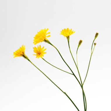 Beyaz arka planda ilaç şişesinde bir buket hieracium umbellatum. Tebrik kartı.